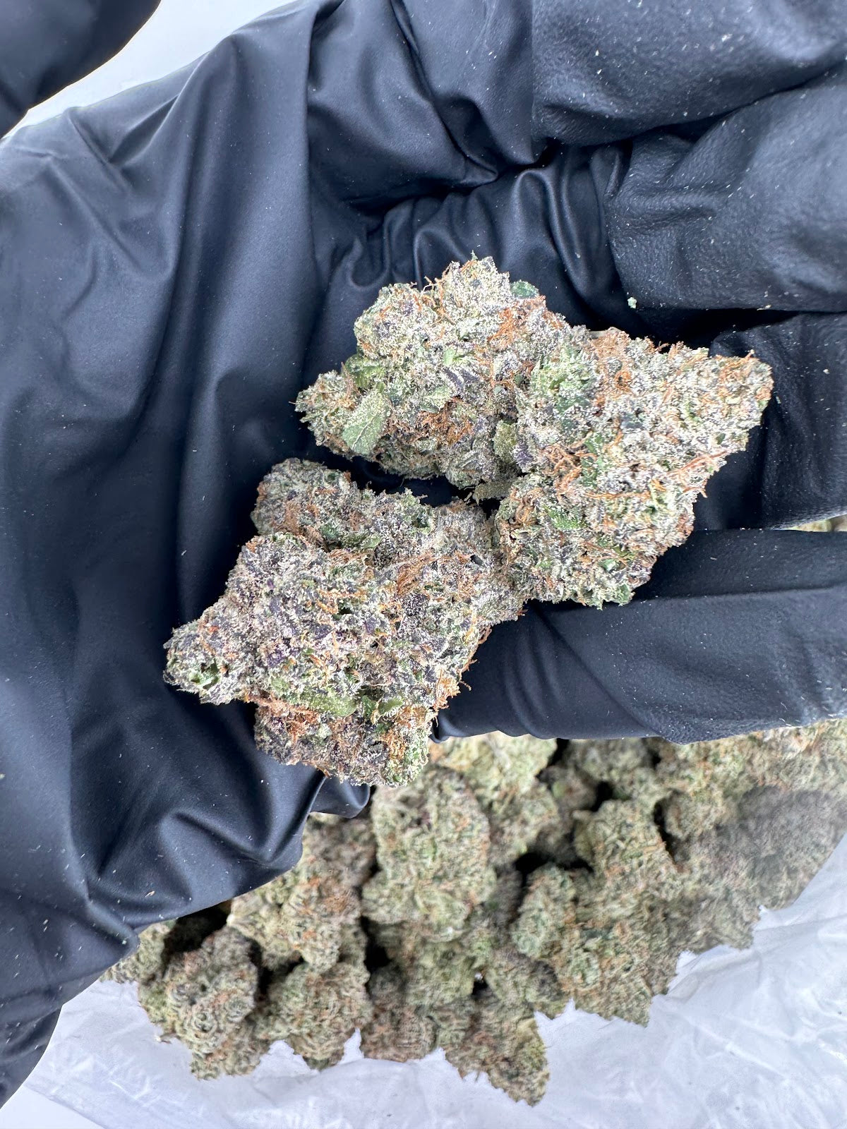 Cosmic Candy (Indoor Plus) flower