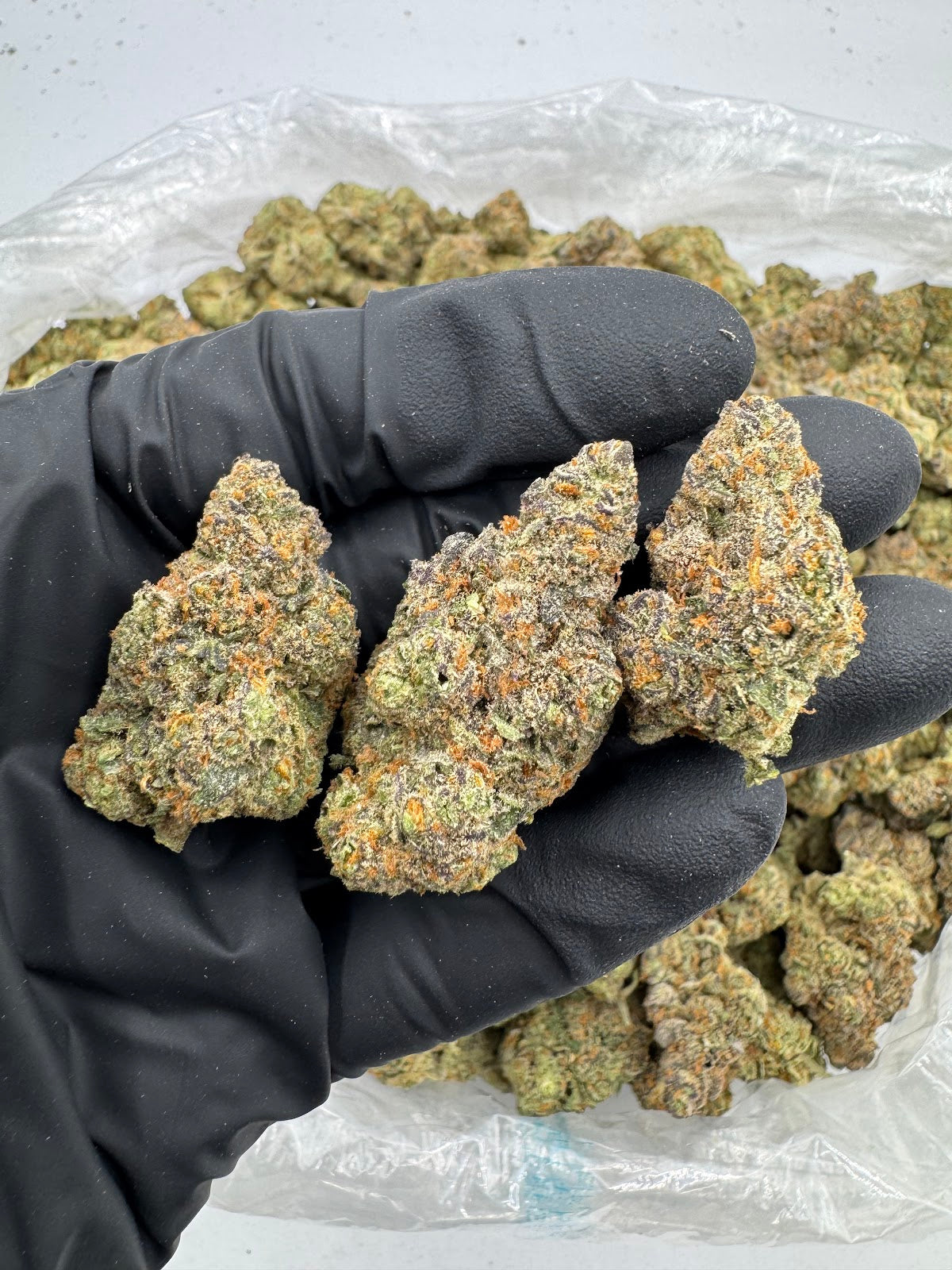 Blueberry Caviar (Indoor Plus) flower