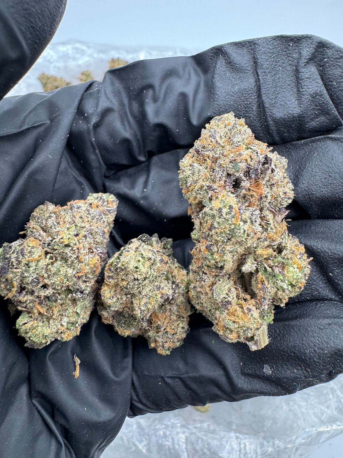 Gelato 31 (Indoor) flower