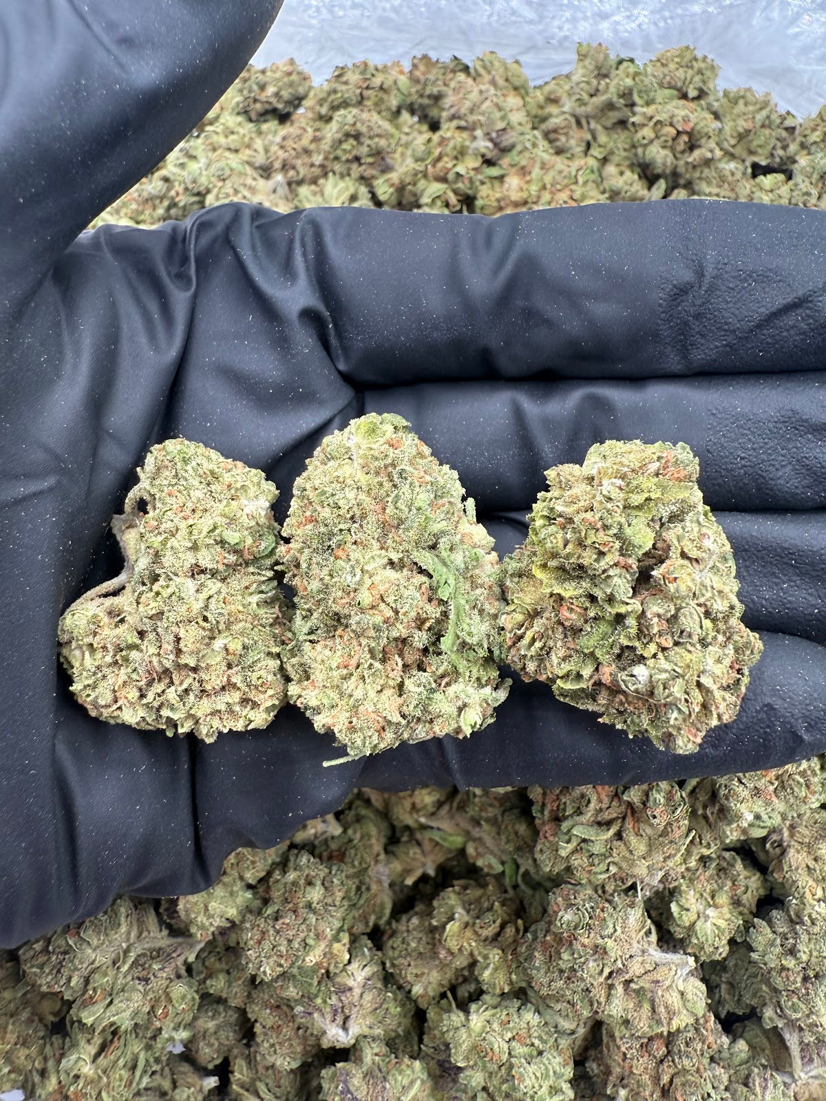 Sour Bubble (Lows) flower