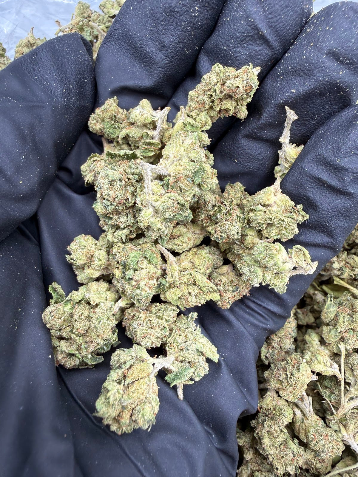 Malibu OG (Deps Smalls) flower
