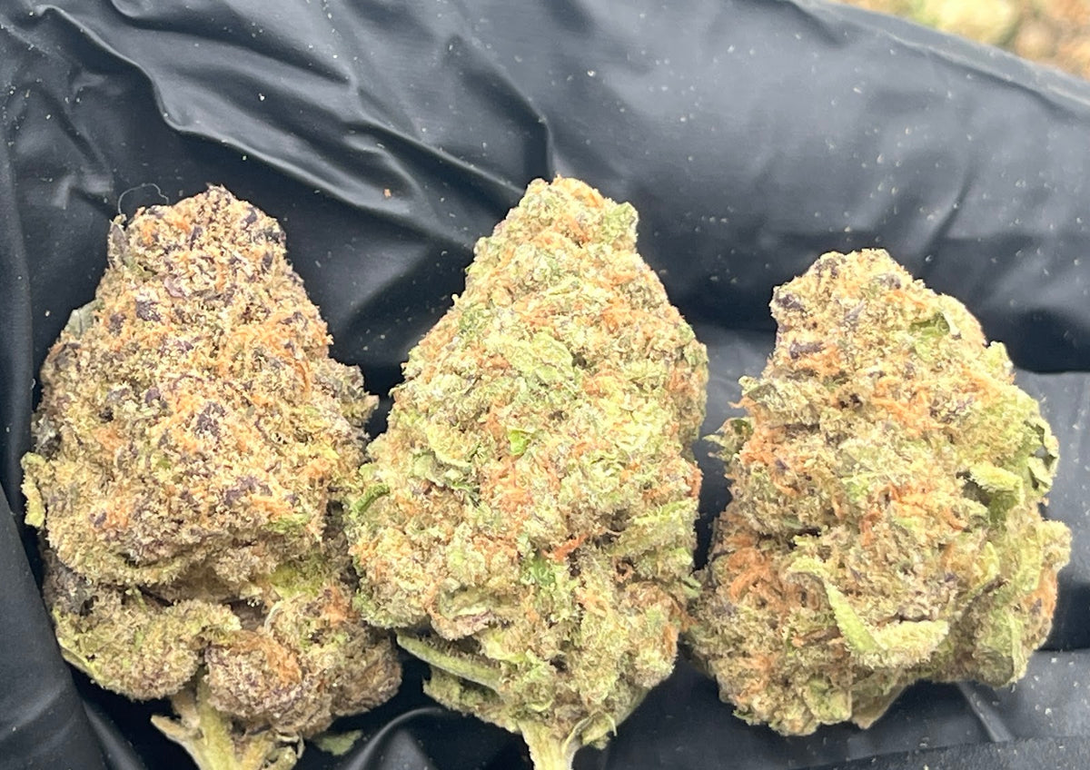 Squirt (Indoor) flower