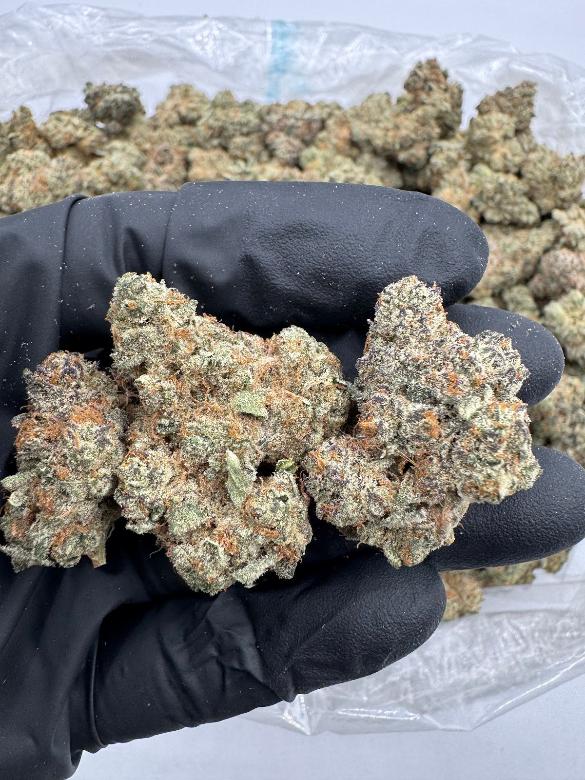 Blue Zerds (Indoor Plus) flower