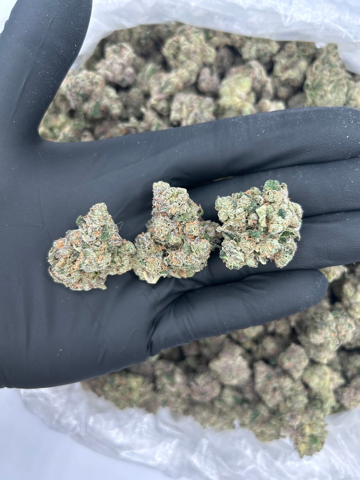 Chrome Dome (Exotic Bigs) flower