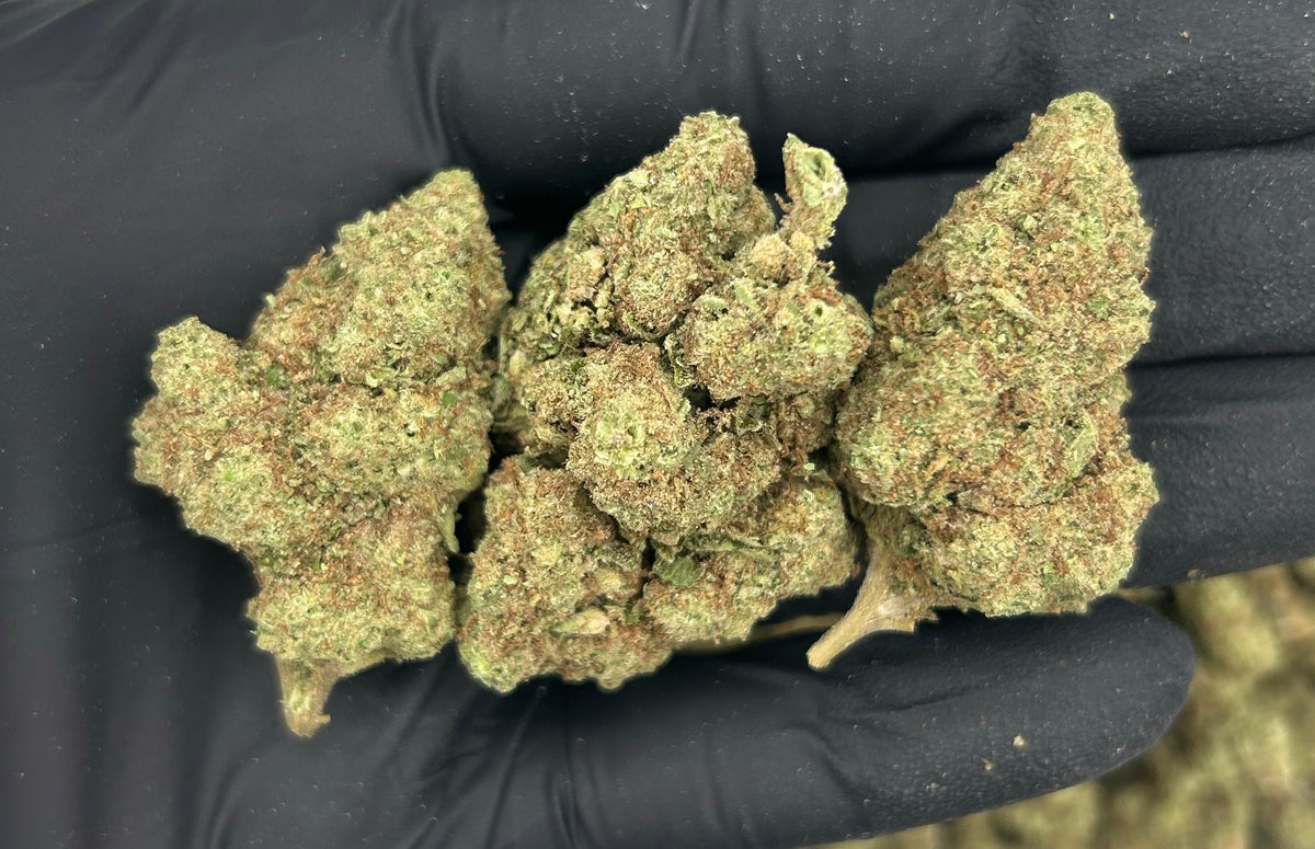 Blueberry Muffin (Deps) flower photo