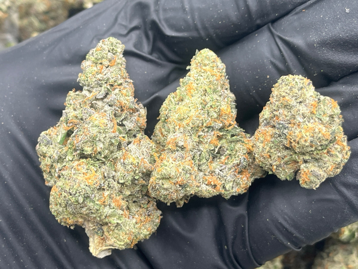 Crazy for Candy (Indoor Plus) flower photo