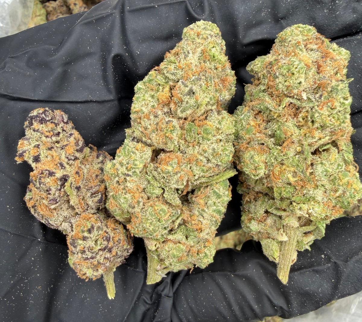 Purple Crack (Indoor) flower photo