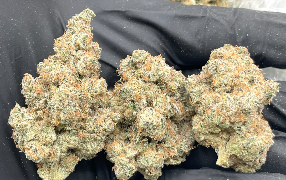 Blockberry (Indoor Plus) flower photo