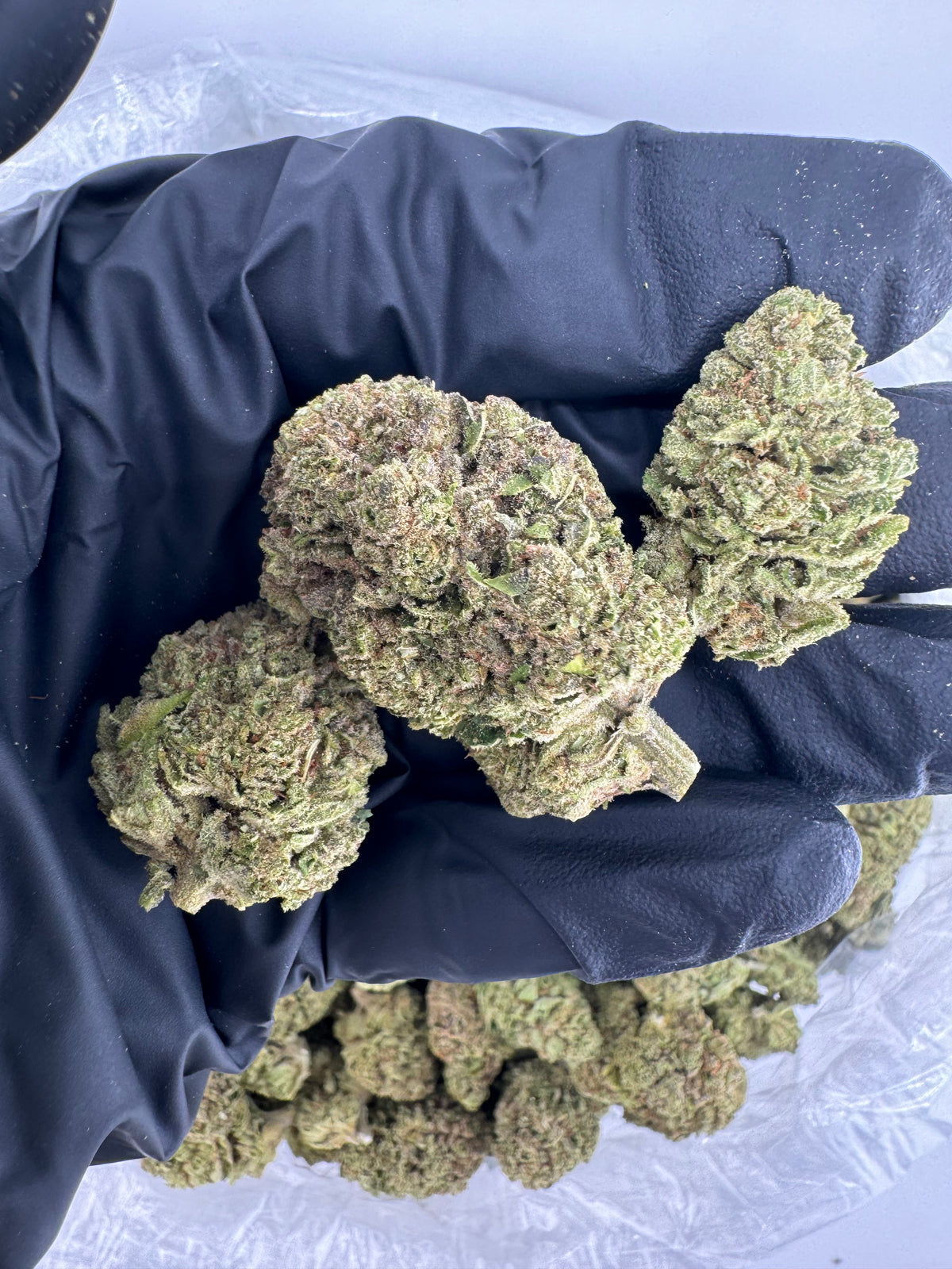 Blue Hawaiian (Deps) flower photo