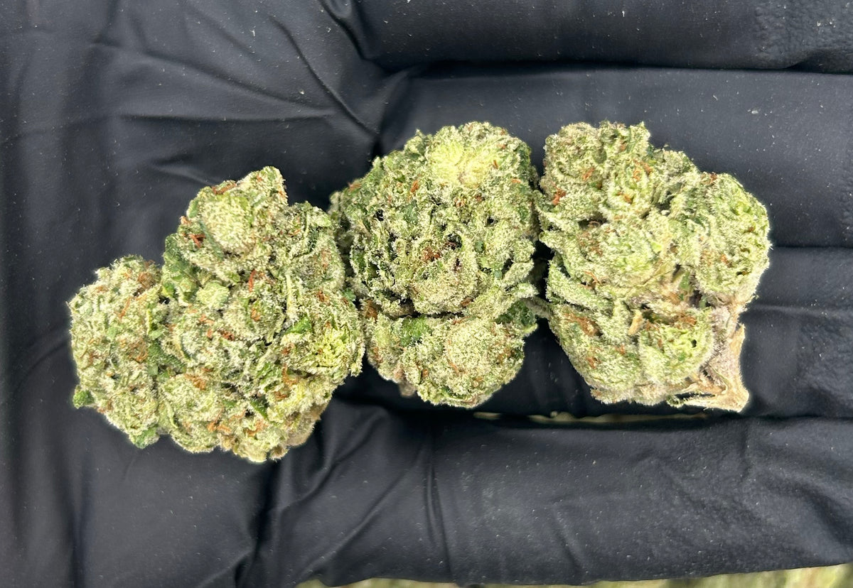 Cherry Cheesecake (Indoor) flower photo