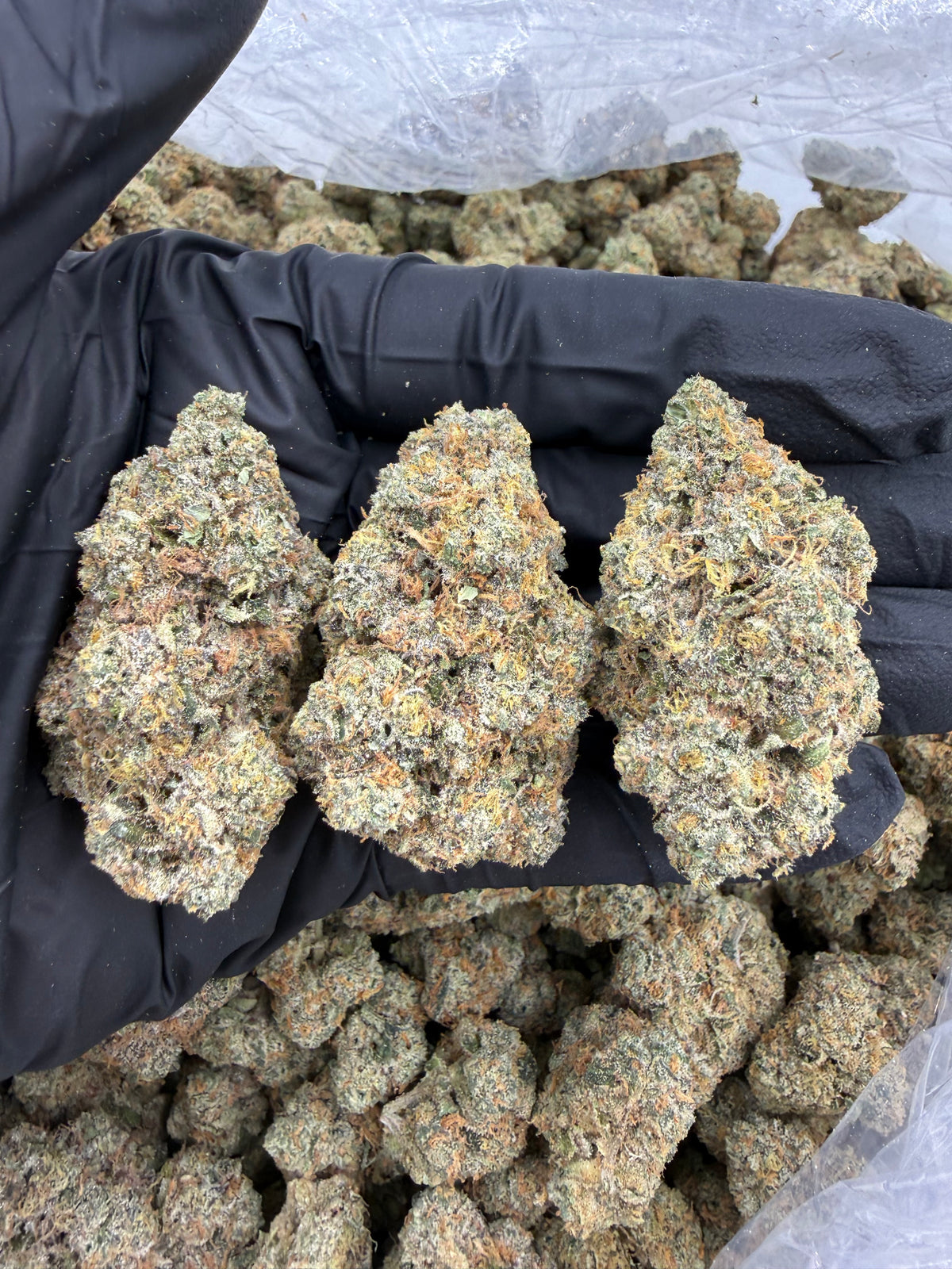 Rainbow Gas (Indoor Plus) flower photo