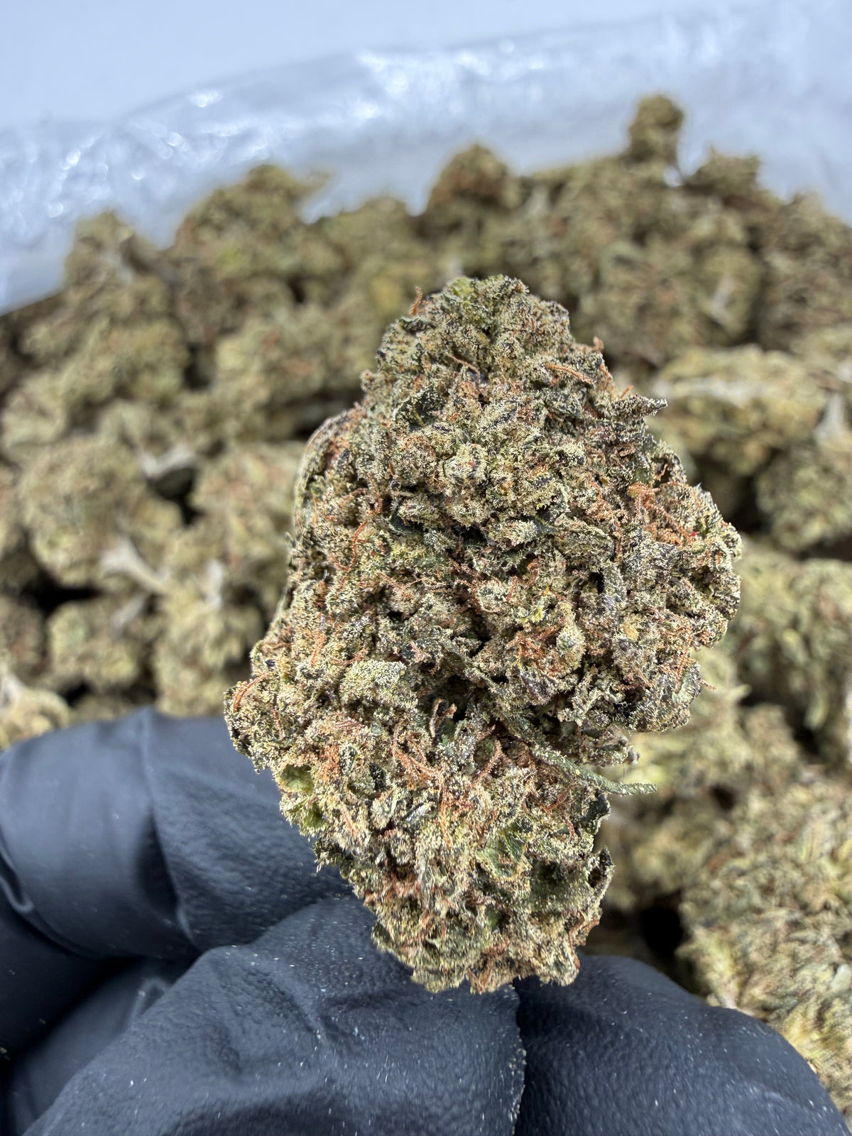 Gelonade (Deps) supplier nug photo