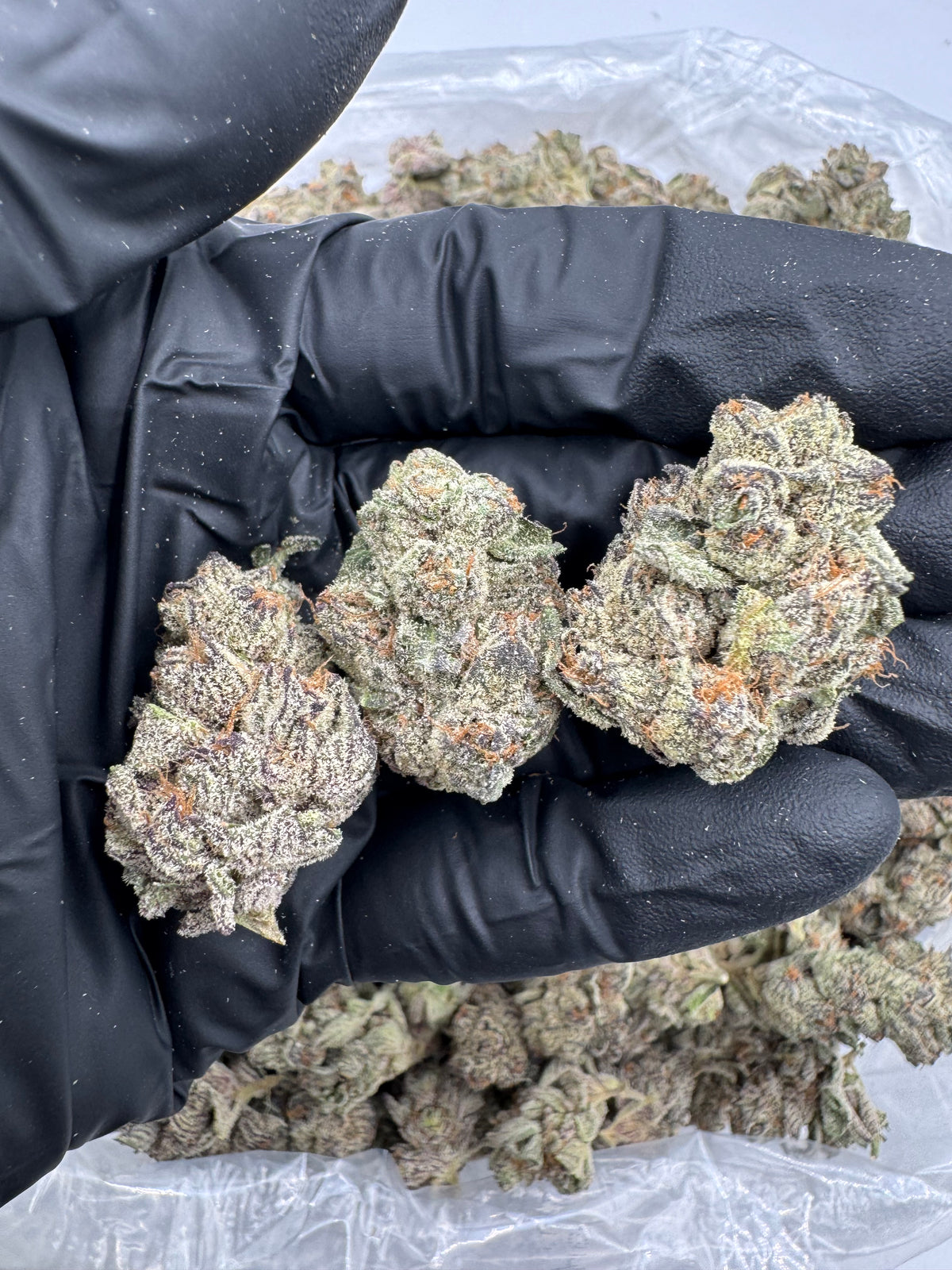 Purple Cookies (Indoor) flower photo
