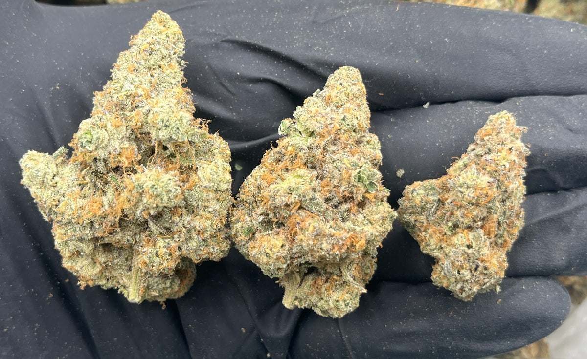 Face on Fire OG (Indoor Plus)