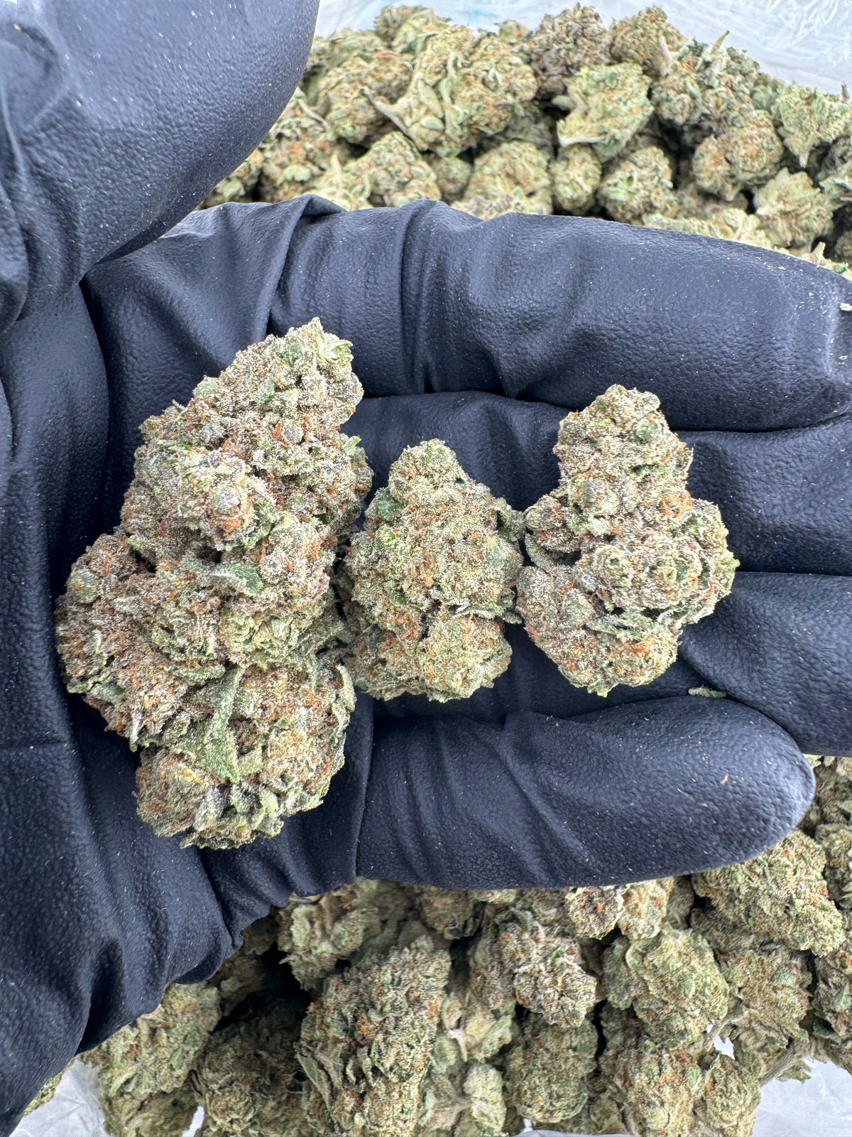Frost (Indoor) flower photo