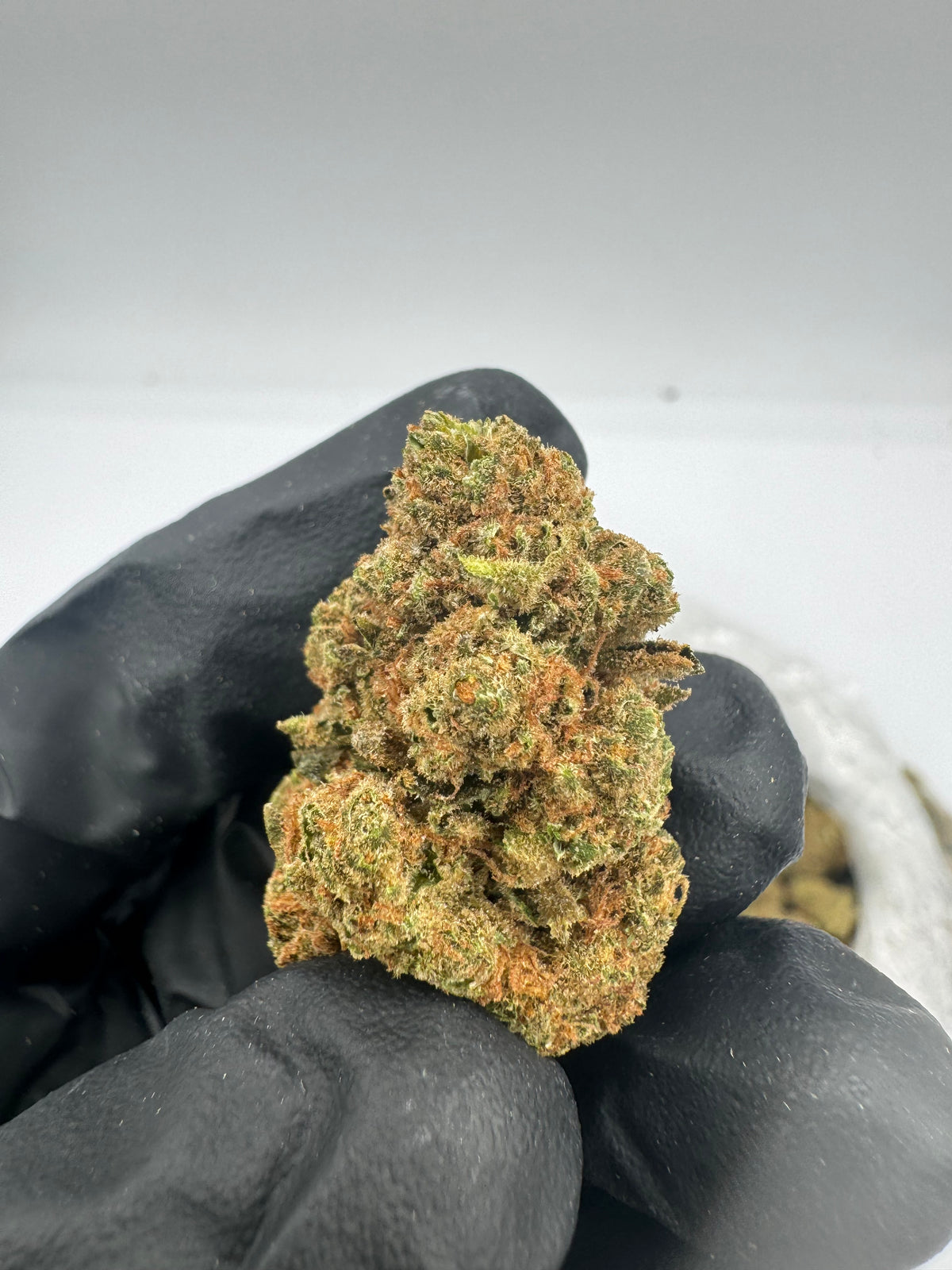 Violet Fog (Indoor) supplier nug photo