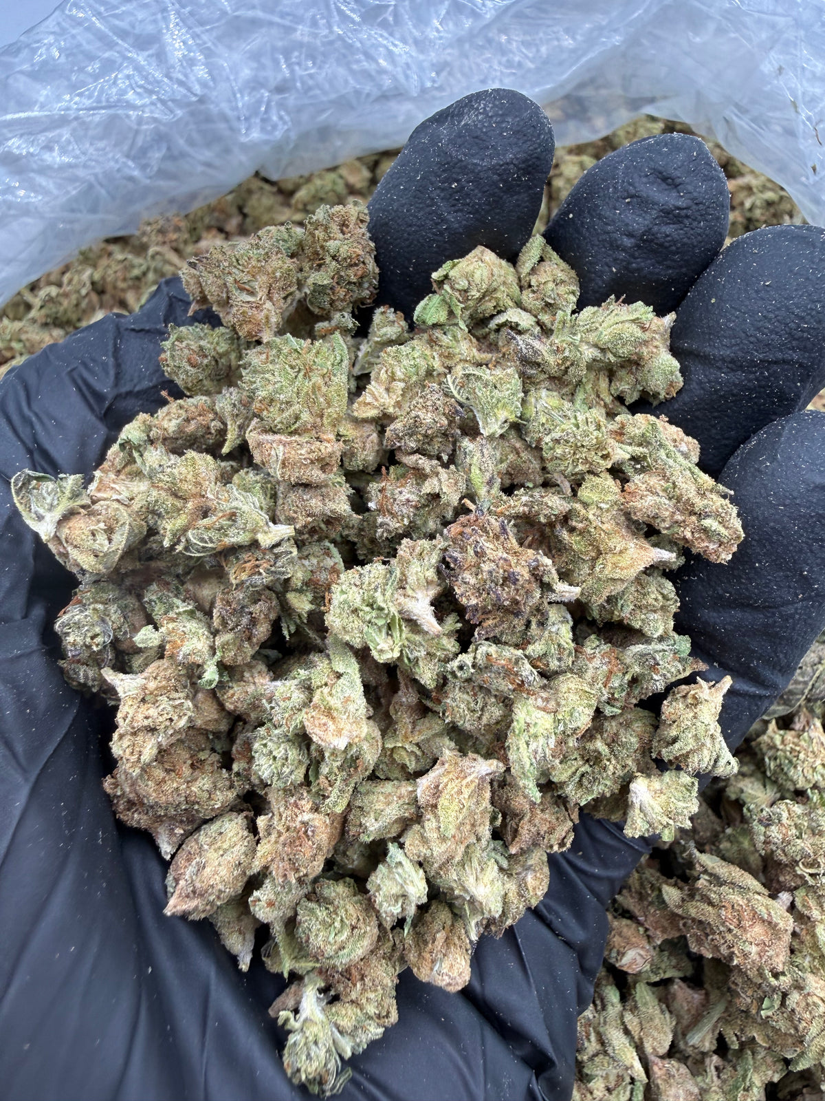 Lemon Haze Deps nugs photo