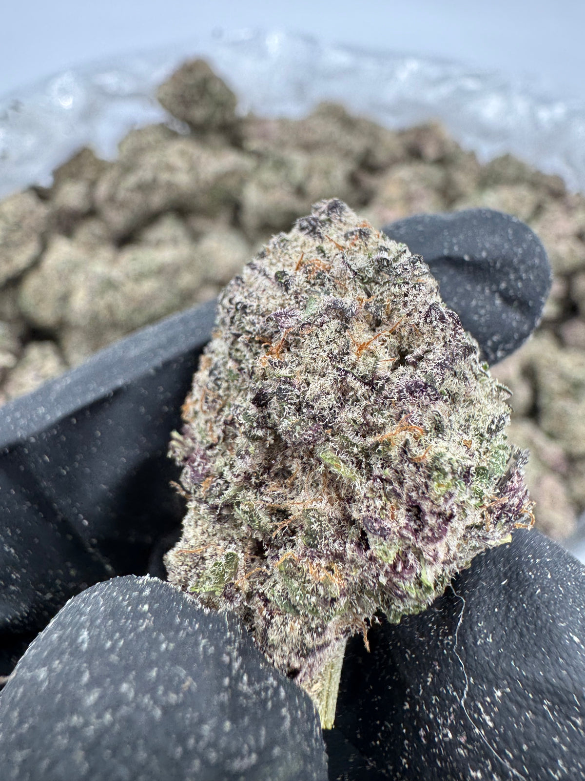 Cereal Milk (Indoor 7) supplier nug photo