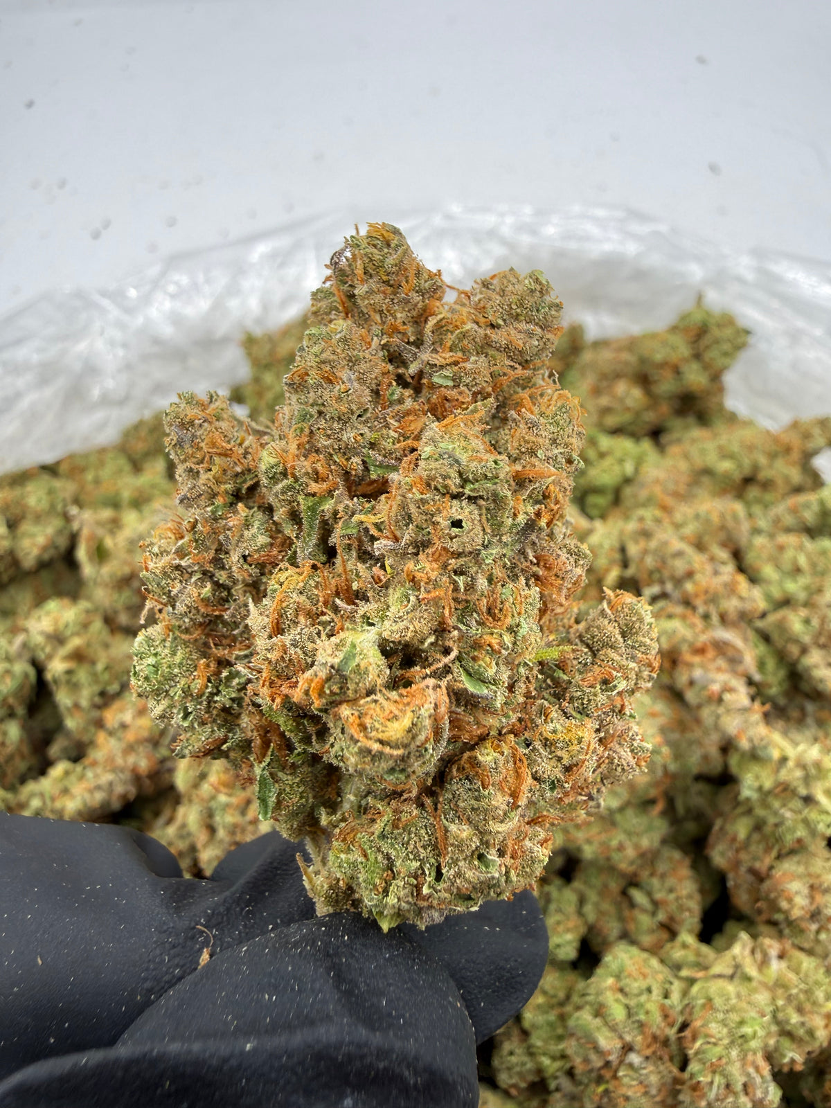 Silver Surfer (Indoor Plus) supplier nug photo