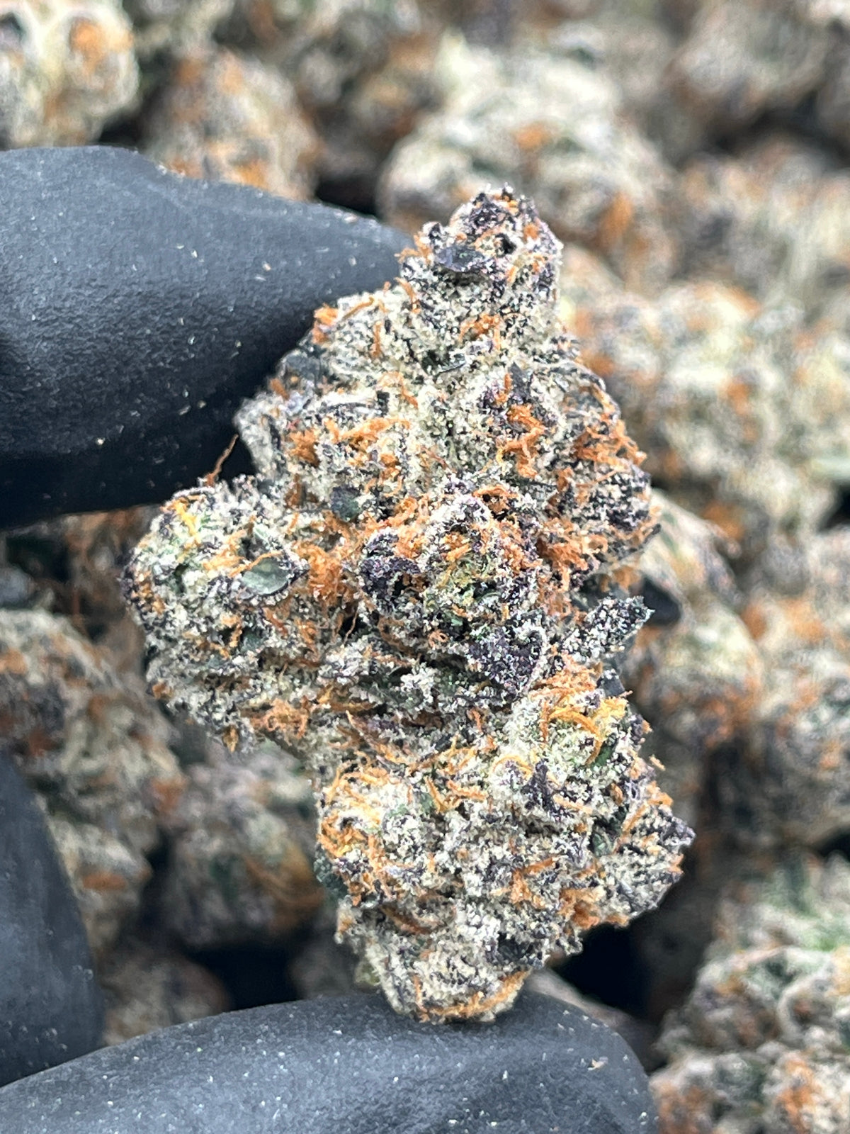 All Night Runtz (Exotic) supplier nug photo