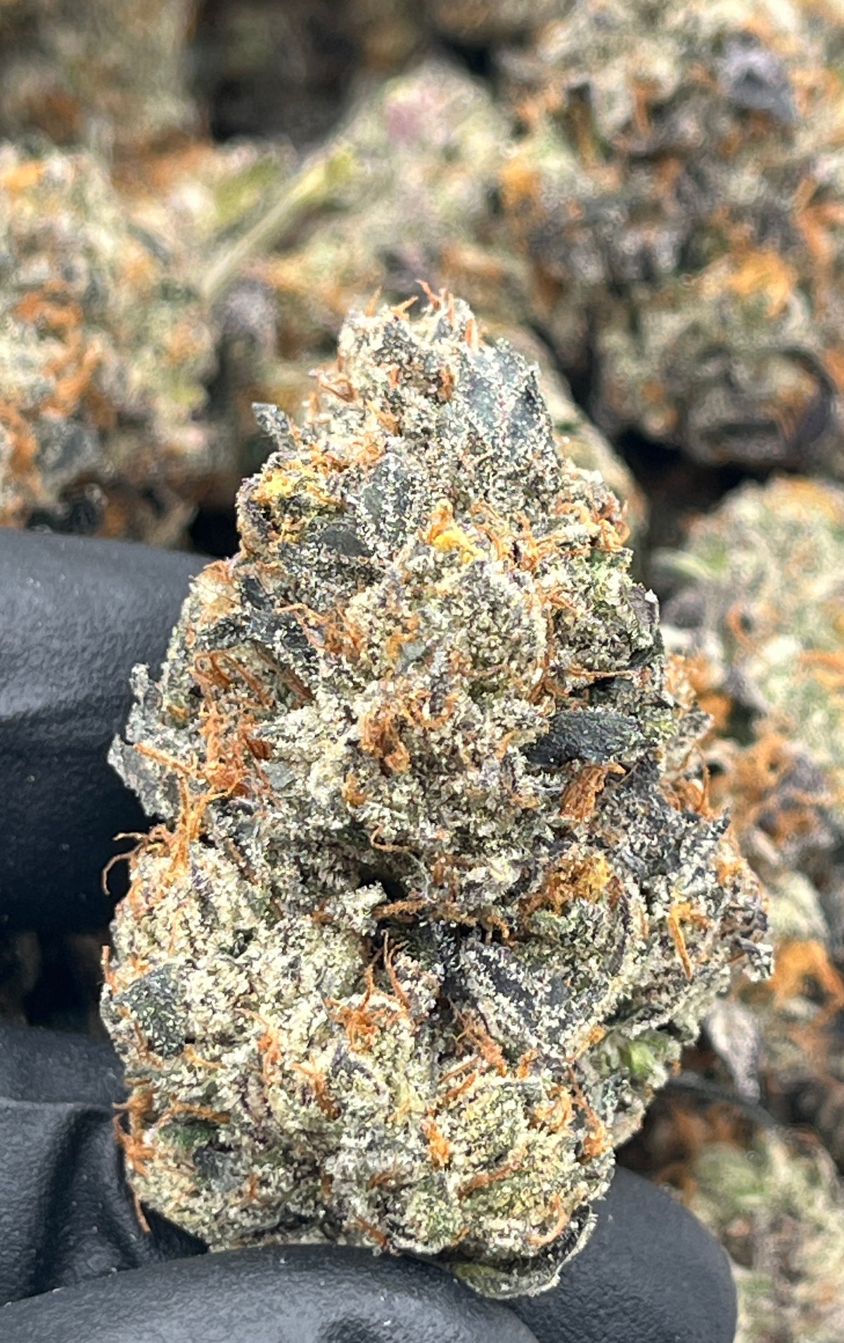Z Runtz (Exotic) supplier nug photo