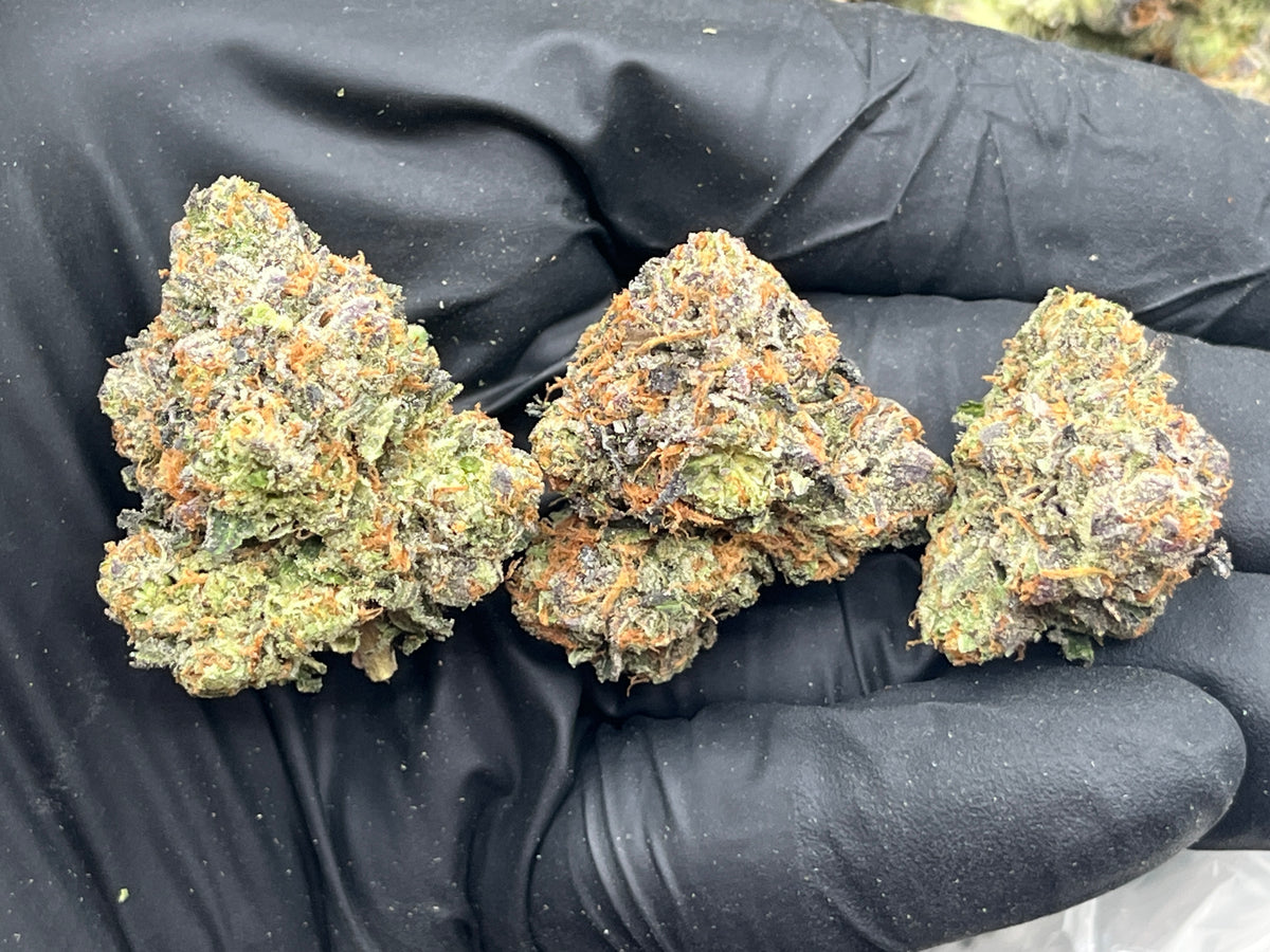 Purple Chem (Indoor Plus) flower photo