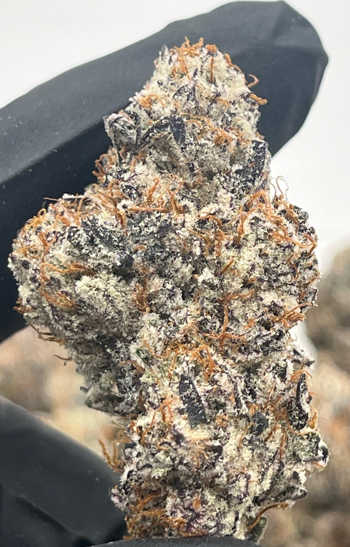 Velvet Taffy (Exotic) supplier nug photo