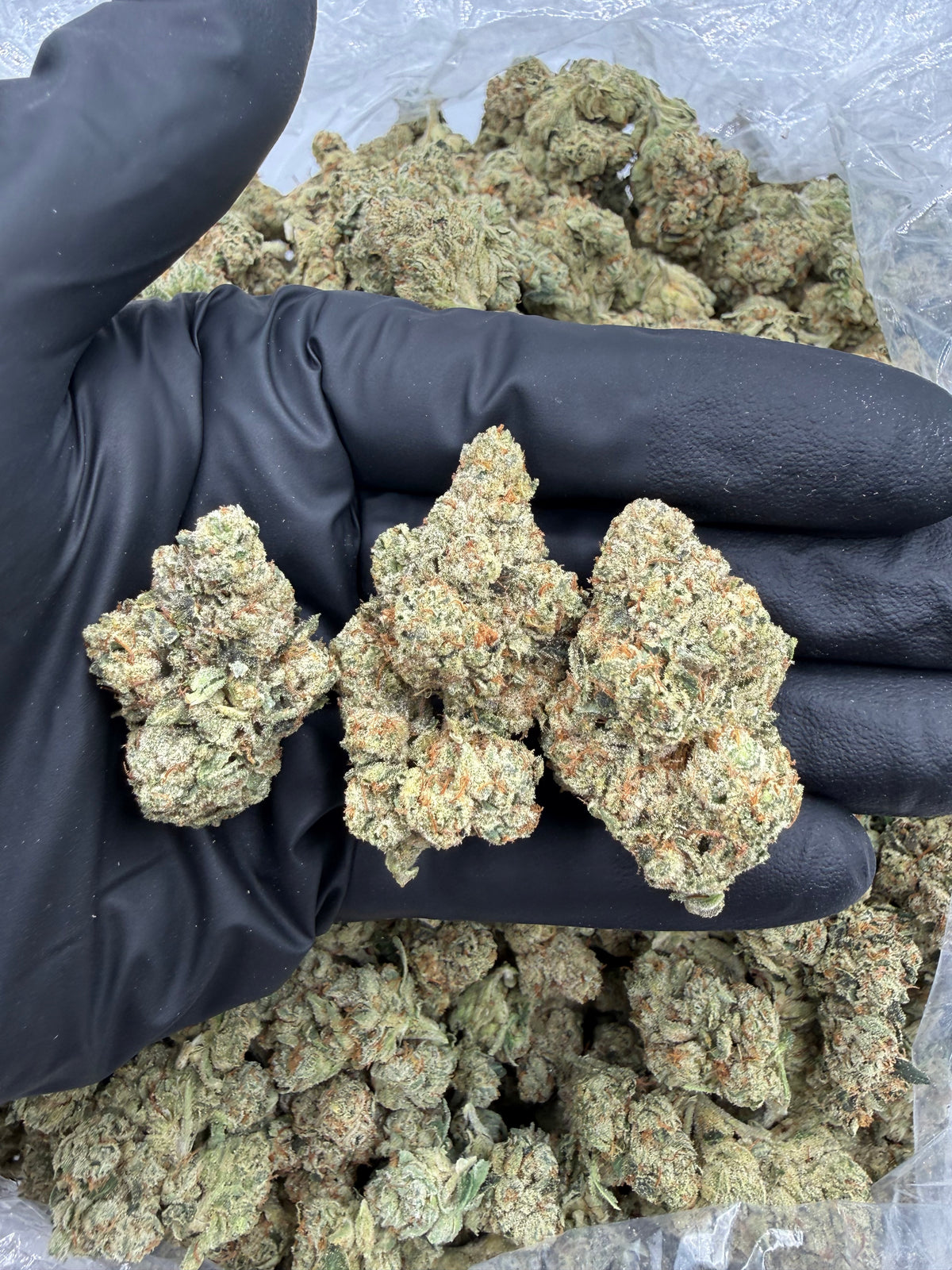 Pure Kush (Exotic Bigs) flower photo