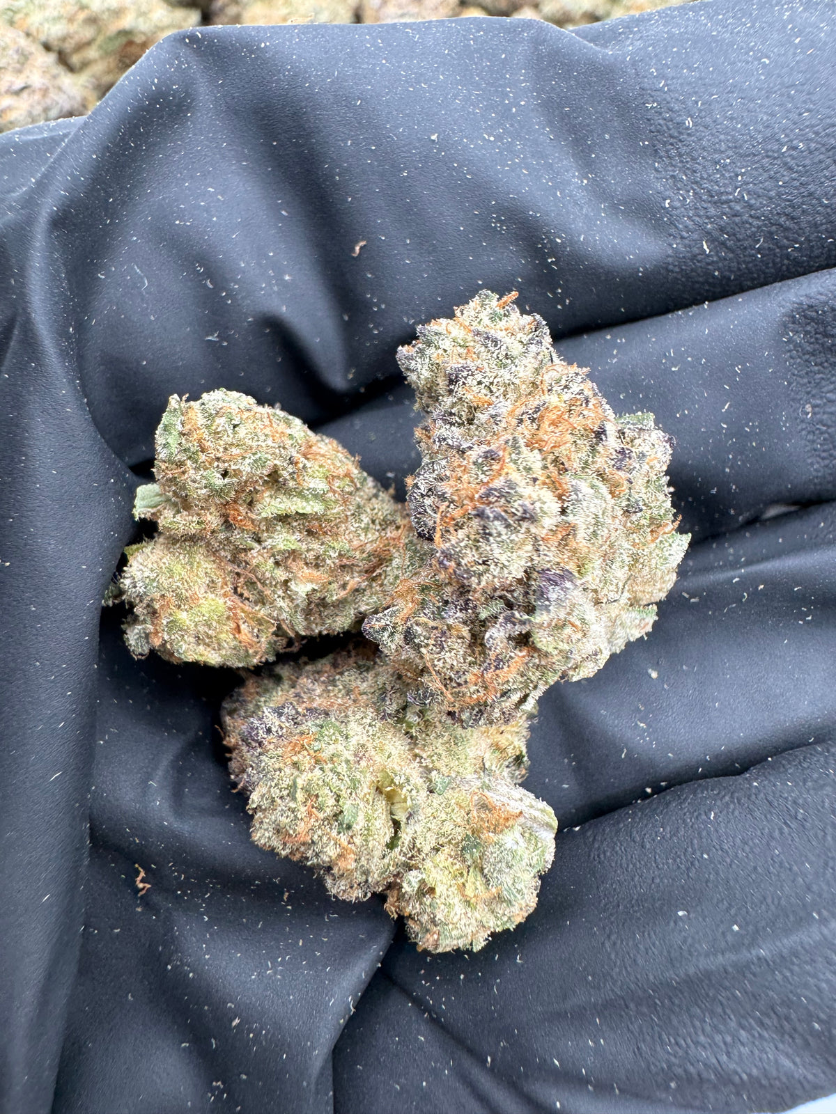 Cherry Haze (Mediums) flower photo