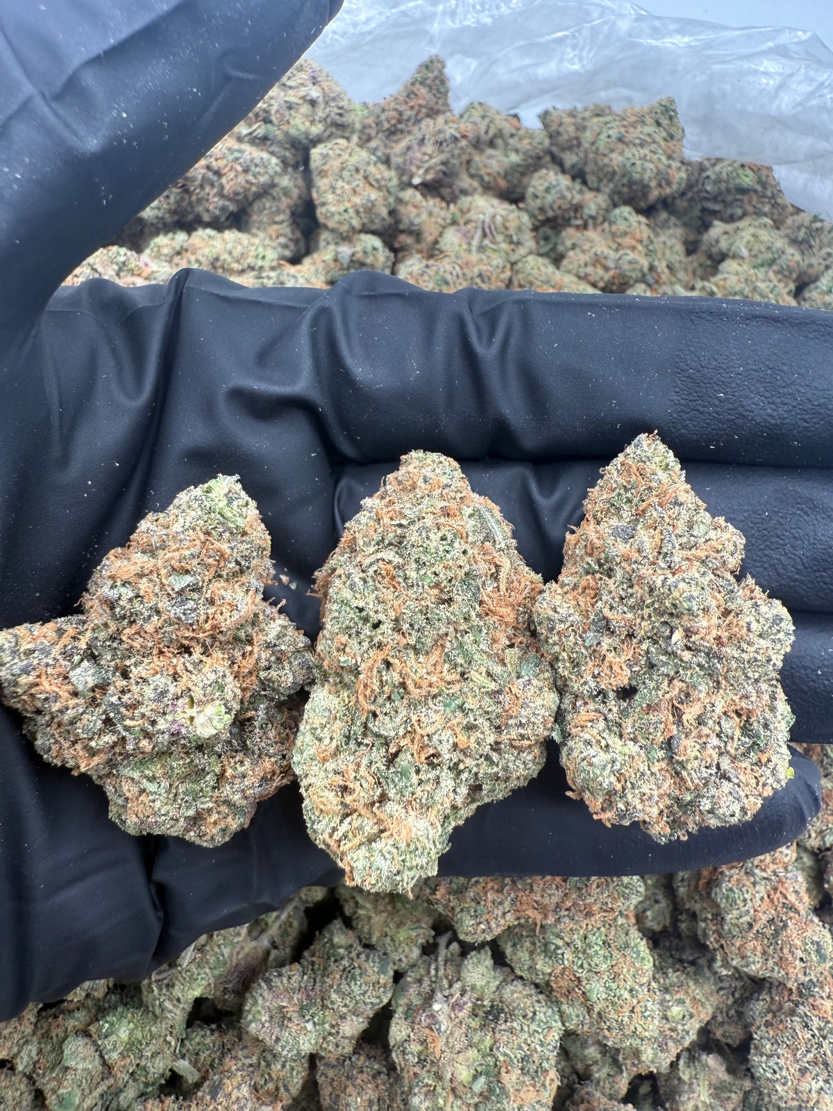 Gold Dust (Exotic Bigs) flower photo