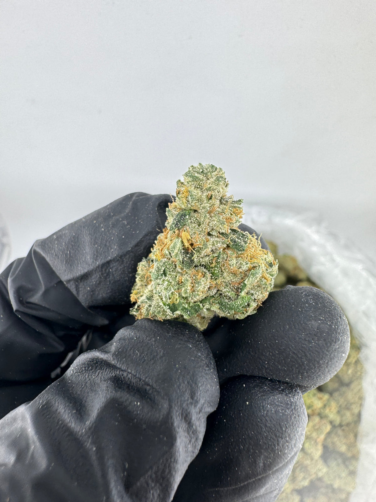Curacao (Indoor) supplier nug photo