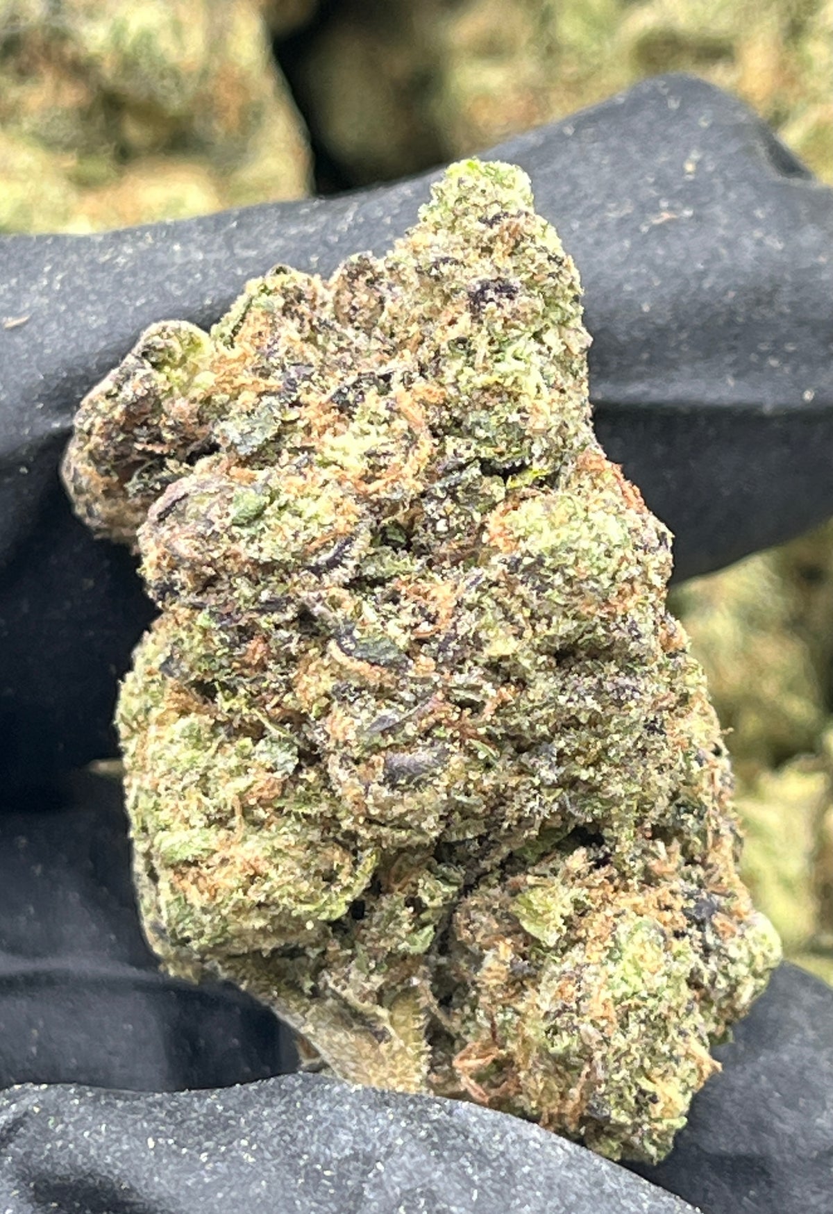 Baklava (Deps Plus) supplier nug photo