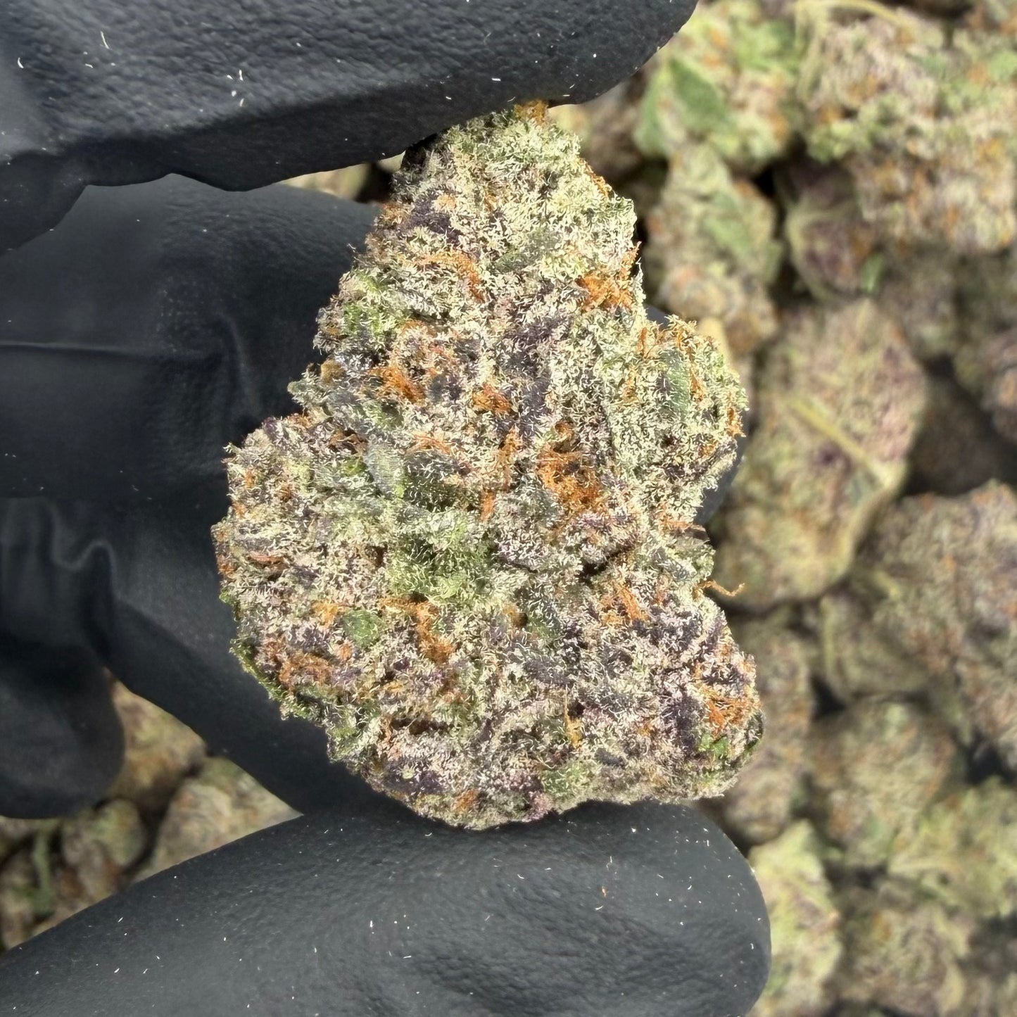 Eye Candy (Indoor Plus) supplier nug photo