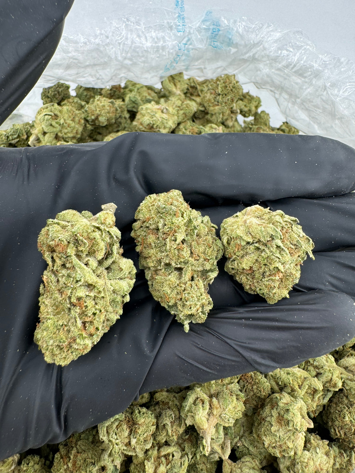 Gelato 41 (Indoor) flower photo