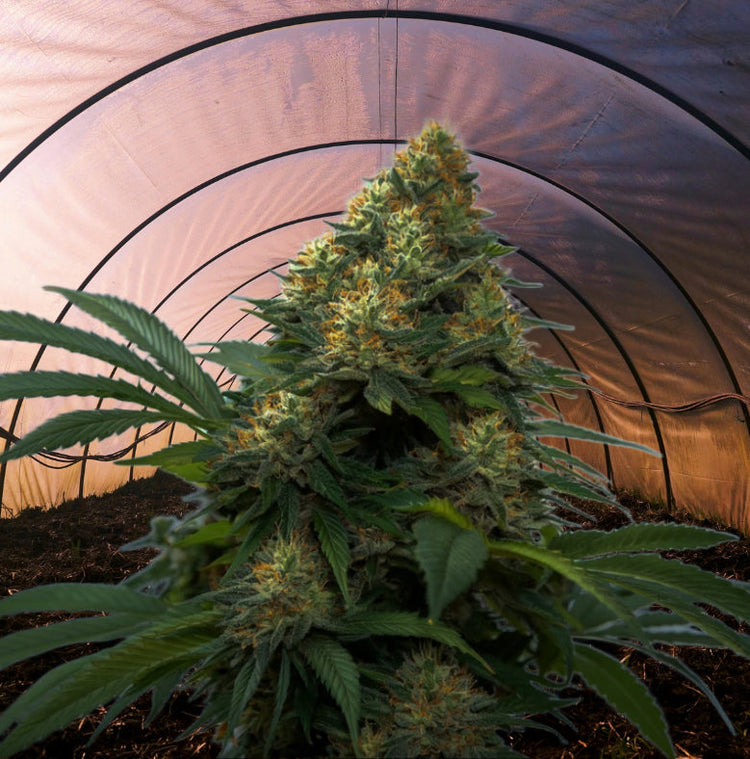 Exotic Bud