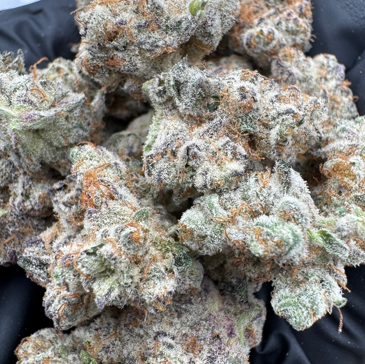 California Flower Collection