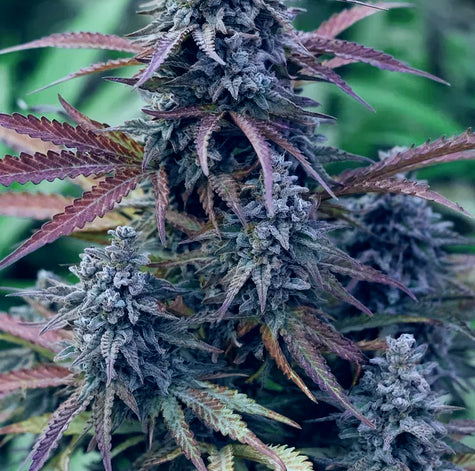 Indoor Bud
