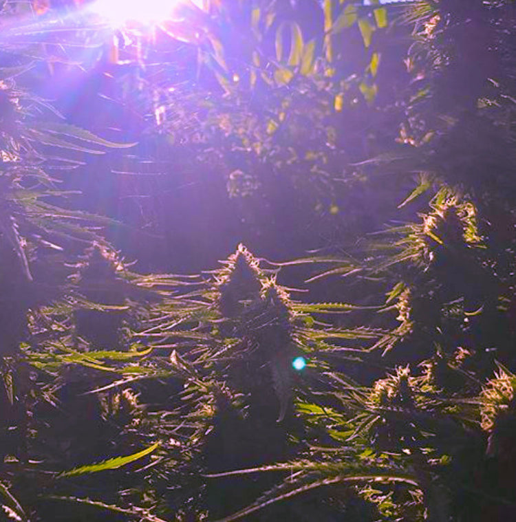 Outdoor Bud