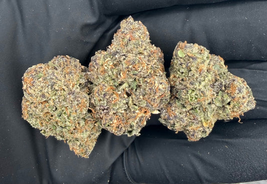 Blue Andeze (Indoor Plus) flower