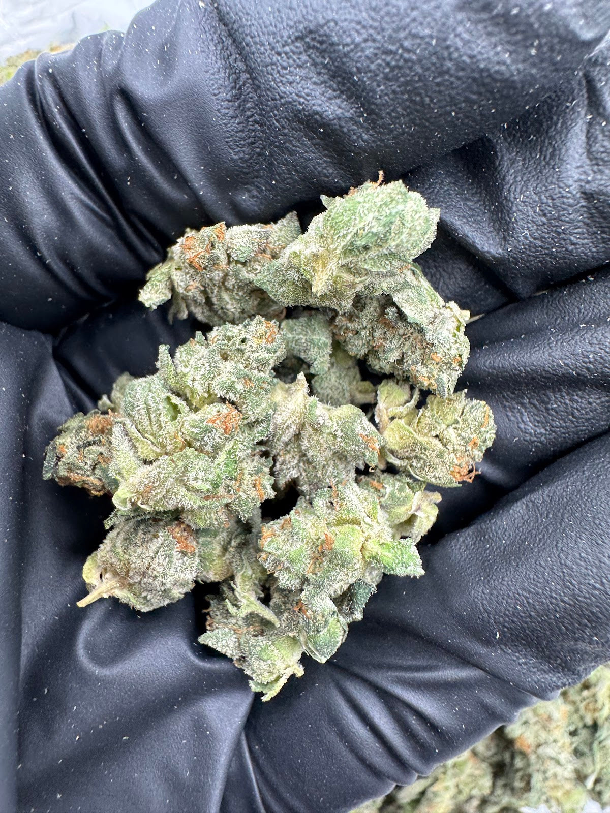 Blue Zerds (Smalls) flower