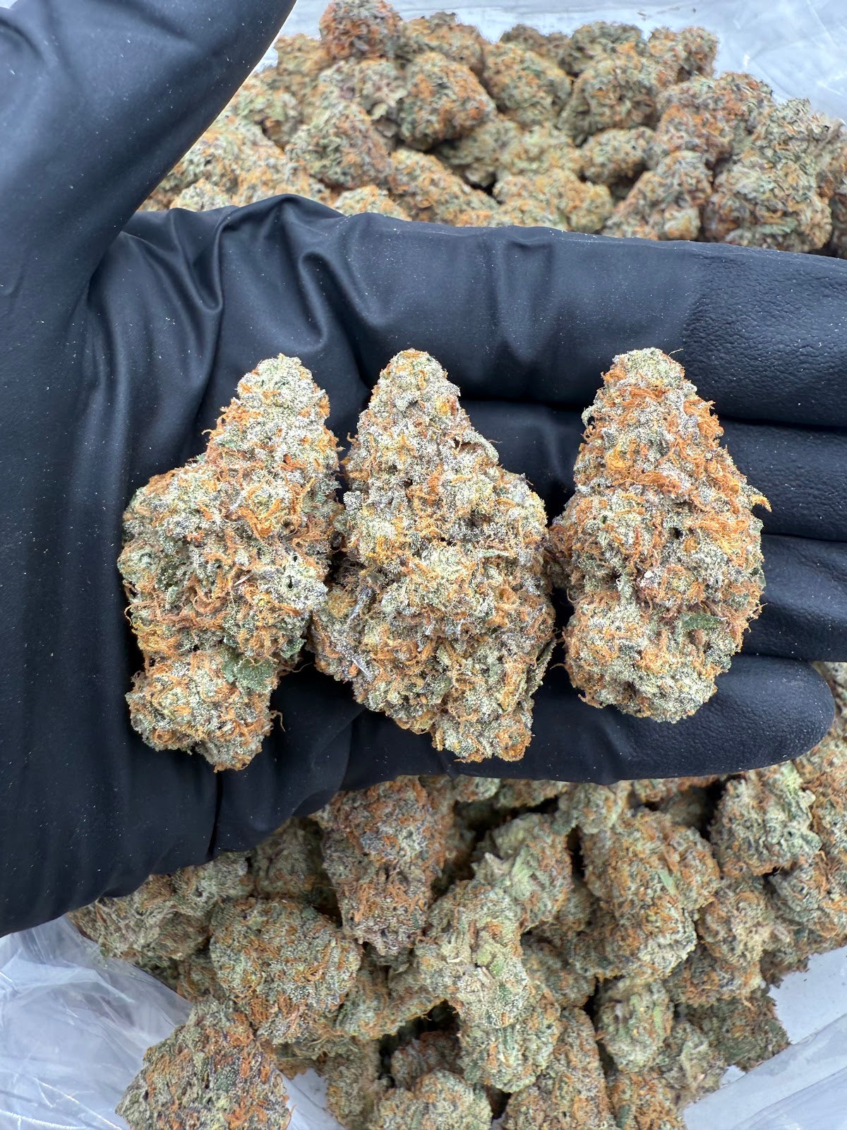 ZOAP (Indoor Plus) flower