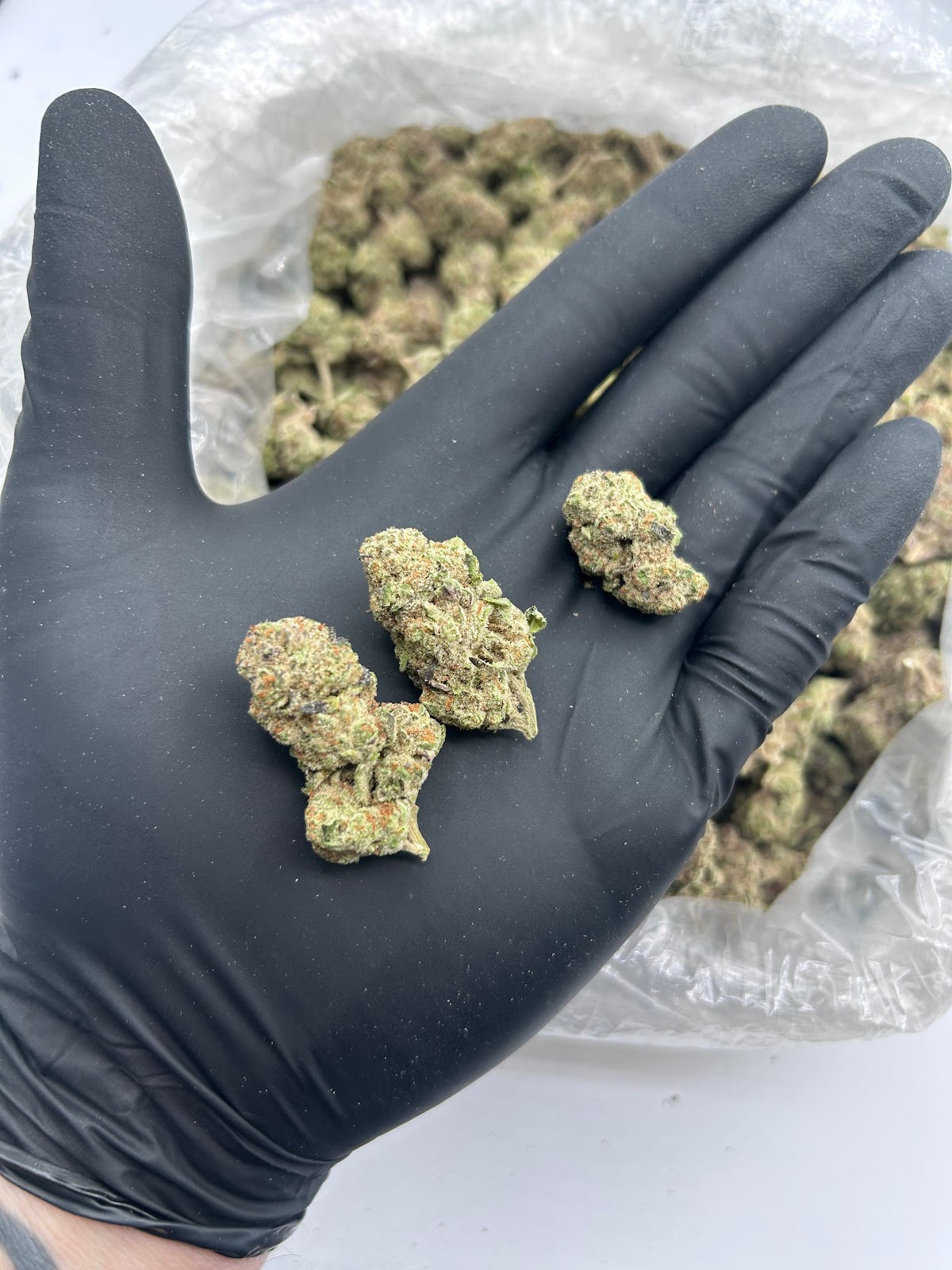 Lemon Bars (Indoor) flower