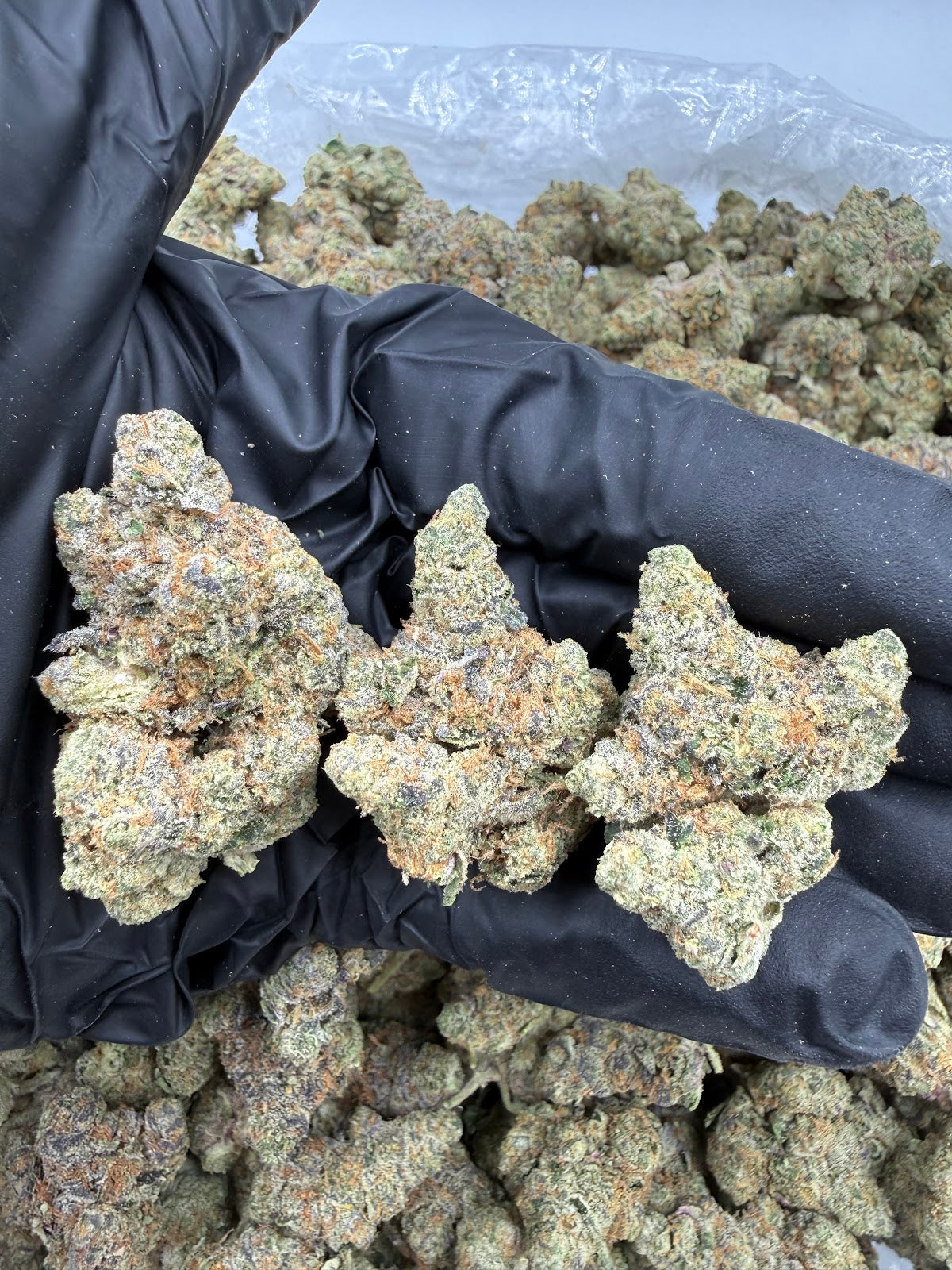 Wedding Cake (Indoor Plus) flower