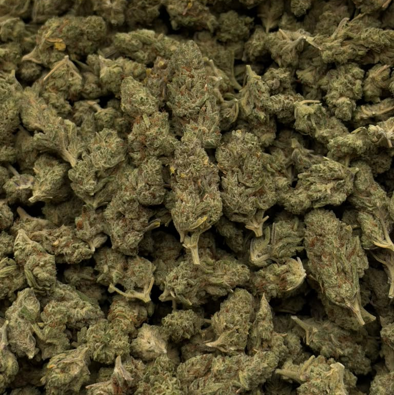 Blueberry Punch flower photo