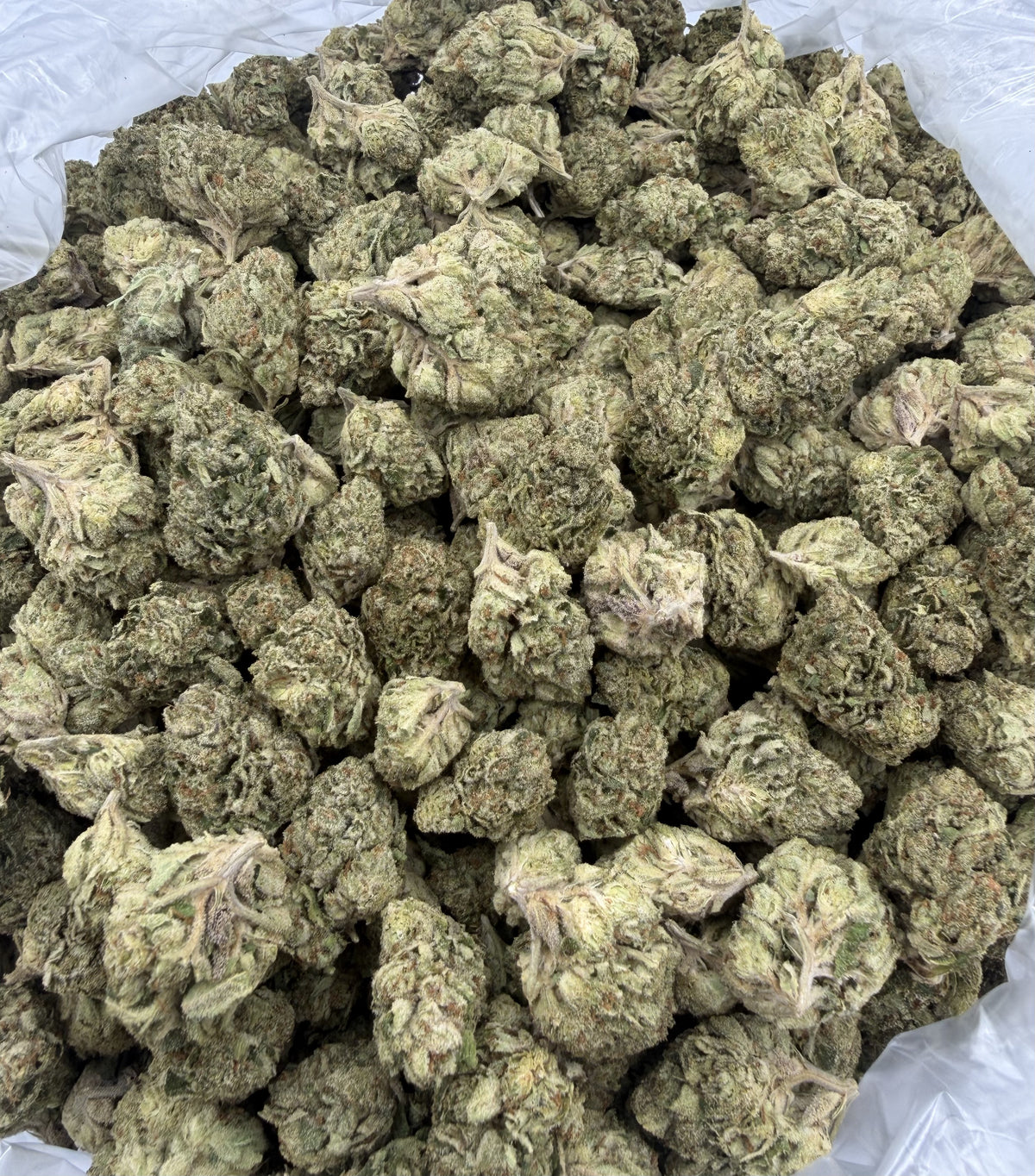 Blue Diesel (Indoor)
