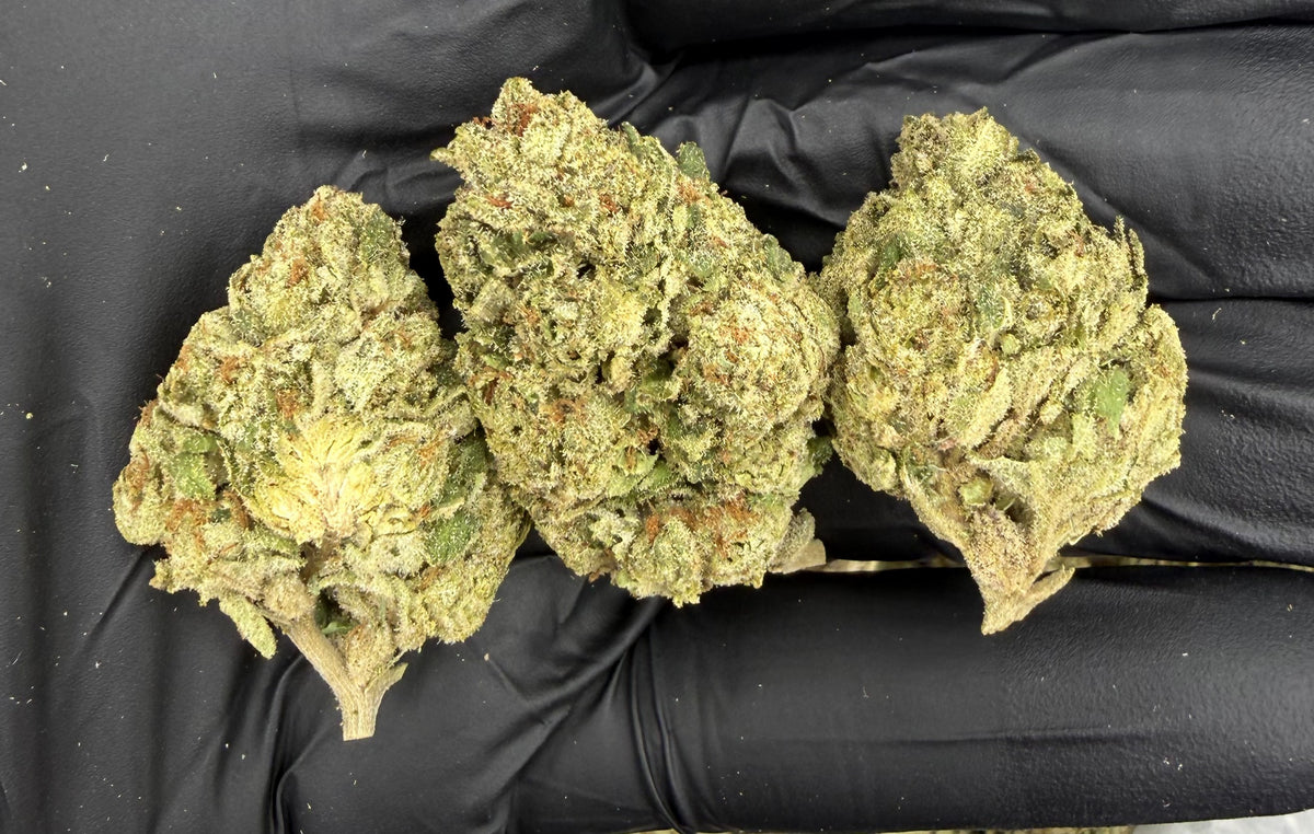 Blue Diesel (Indoor)