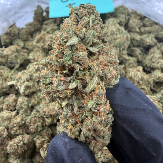 GELATO ICE