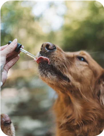 Bailey's Calming CBD Oil / Tincture For Dogs