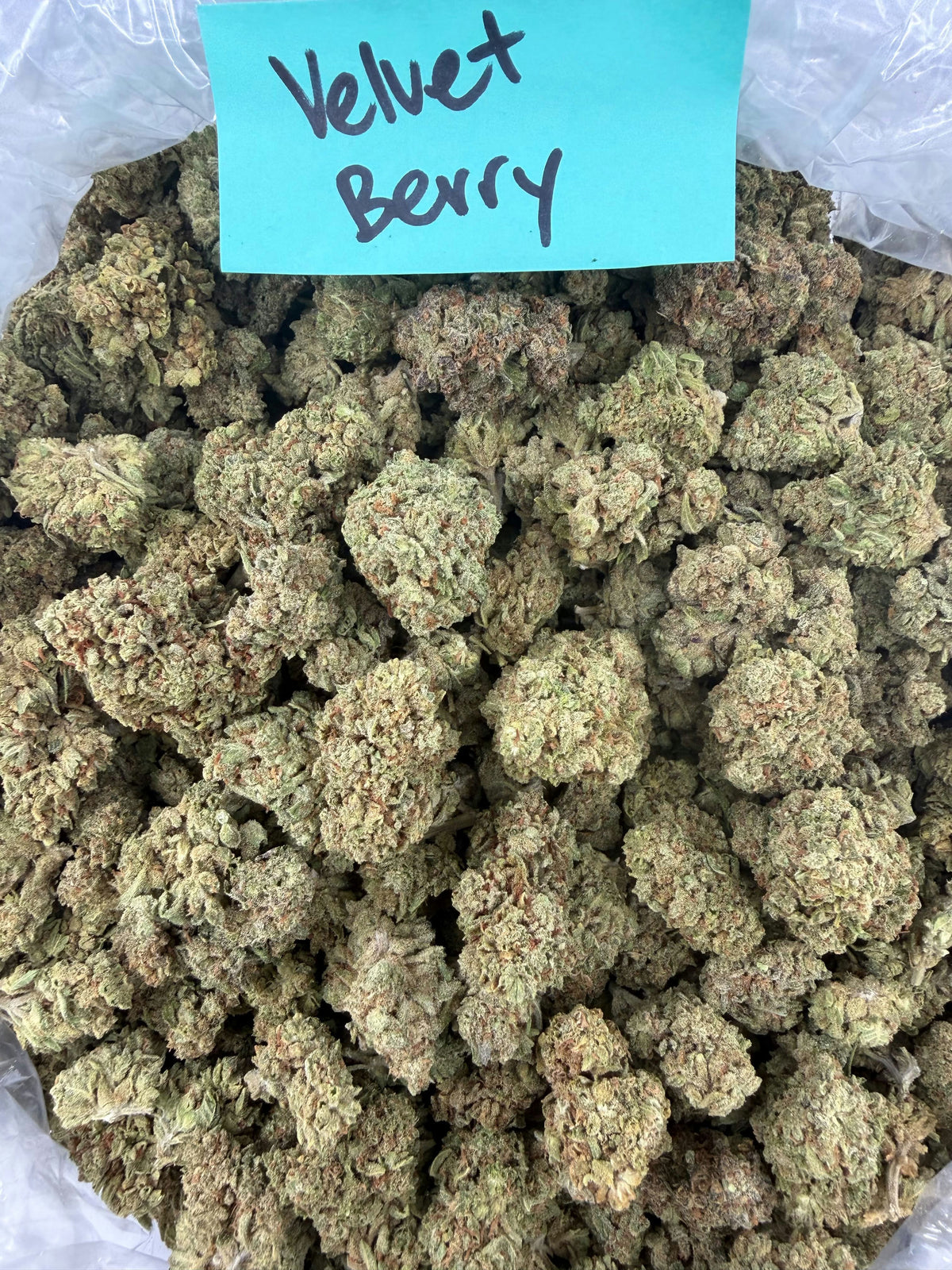 VELVET BERRY