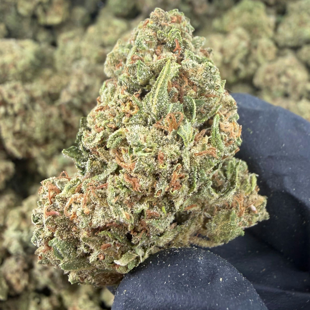 VELVET BERRY